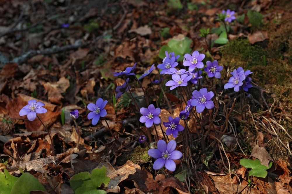 Печёночница благородная