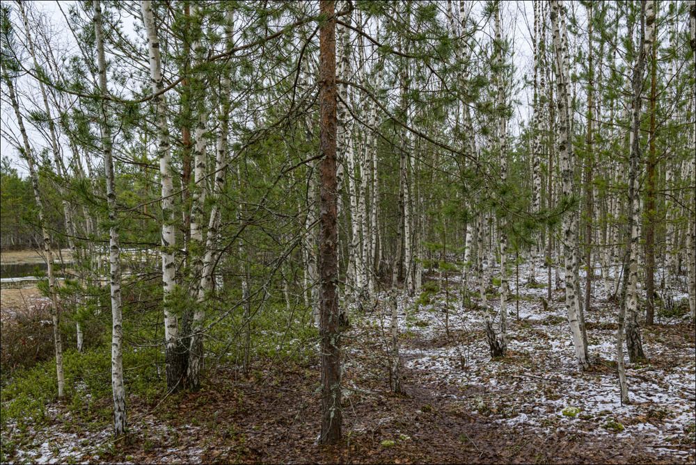 Низкорослый торфяной лесок хмурым апрельским днём
