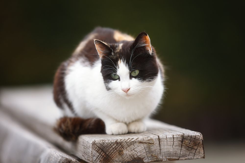 Морские котики пляжа Каравелла.