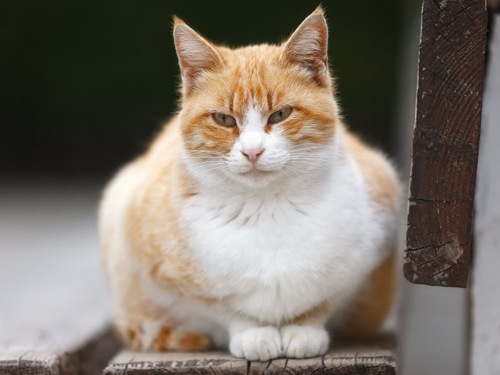 Морские котики пляжа Каравелла.