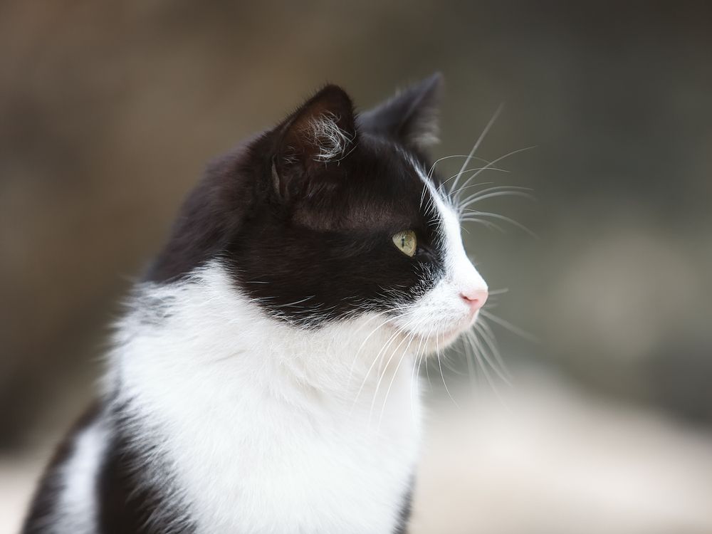 Морские котики пляжа Каравелла.