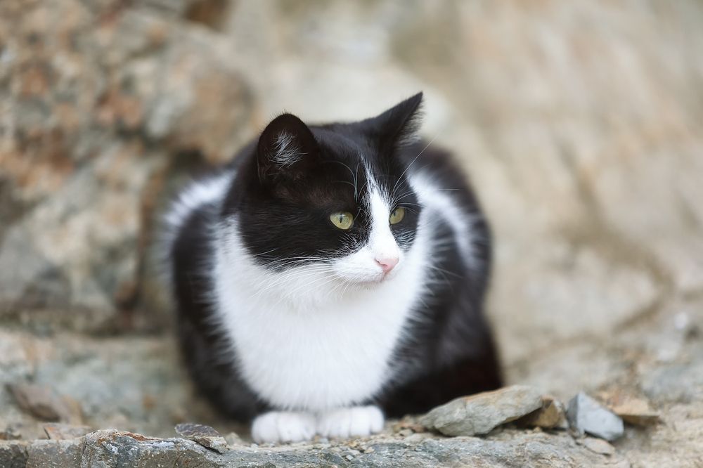 Морские котики пляжа Каравелла.