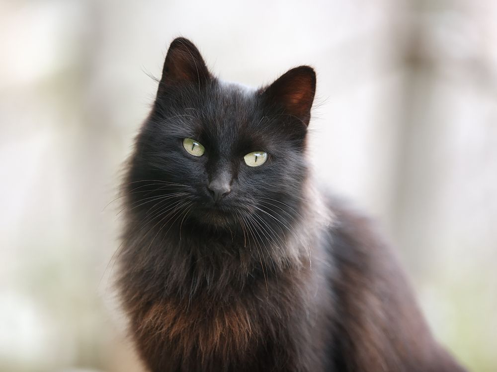 Морские котики пляжа Каравелла.