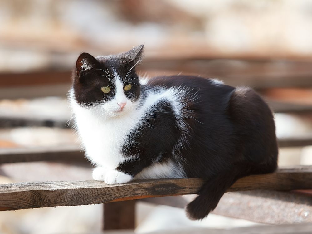Морские котики пляжа Каравелла.