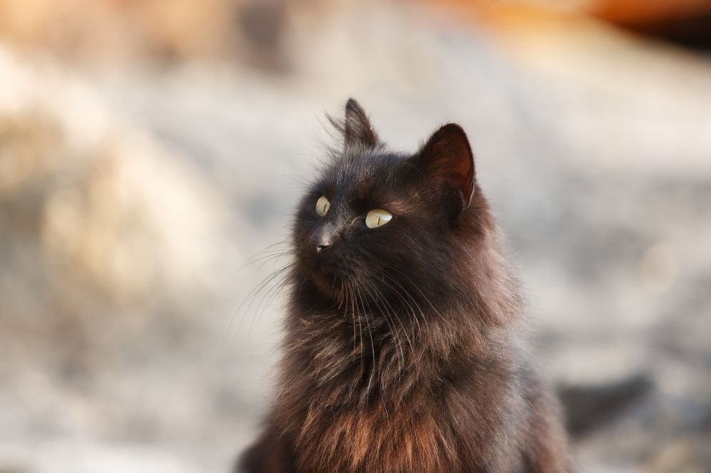 Морские котики пляжа Каравелла.