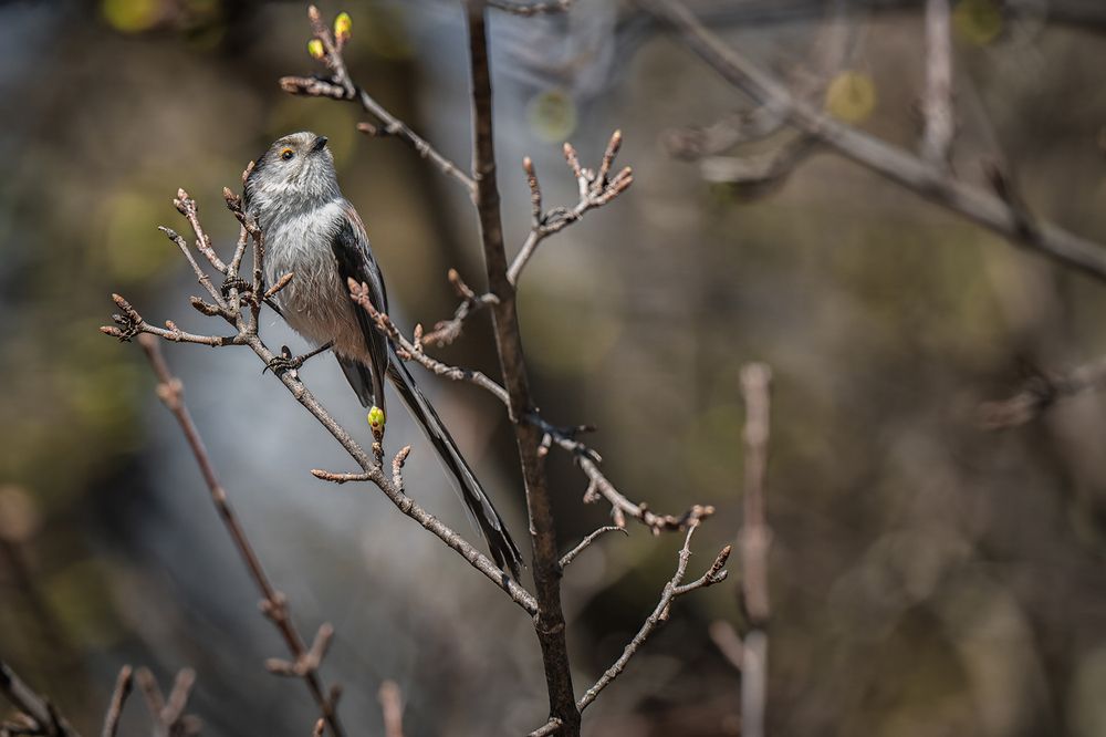 Nature | Wildlife Photography | Adventure