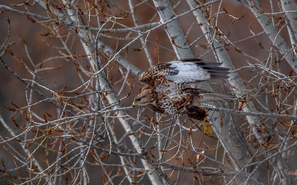 Nature | Wildlife Photography | Adventure