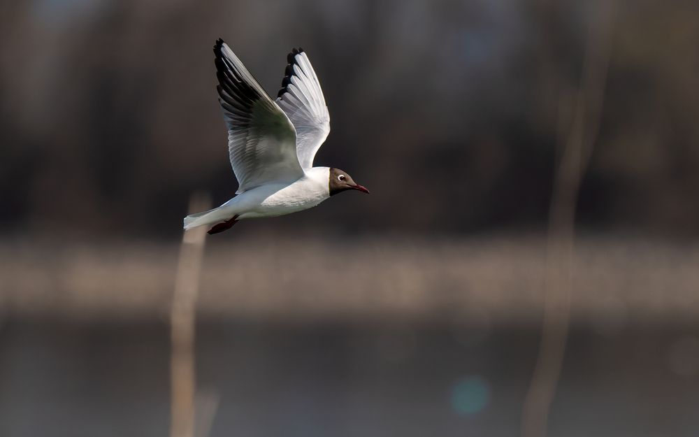 Nature | Wildlife Photography | Adventure