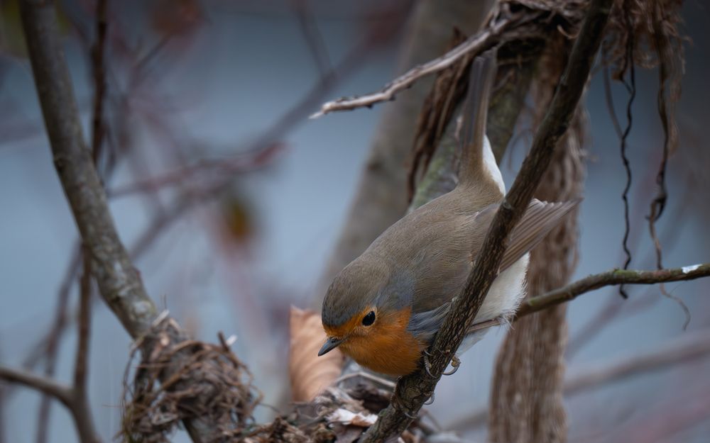 Nature | Wildlife Photography | Adventure
