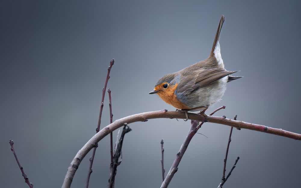 Nature | Wildlife Photography | Adventure