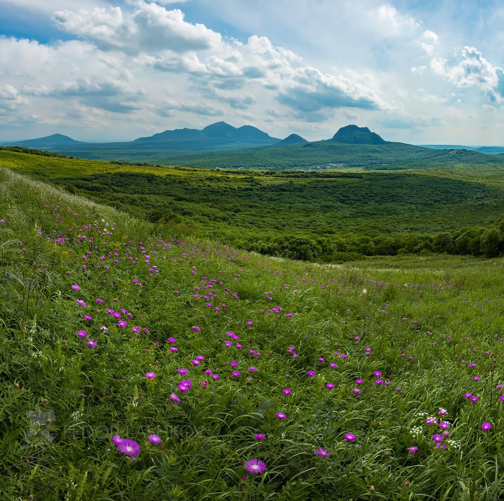Майская степь