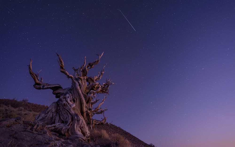 Ancient Bristlecone Pine, Inyo National Forest, California