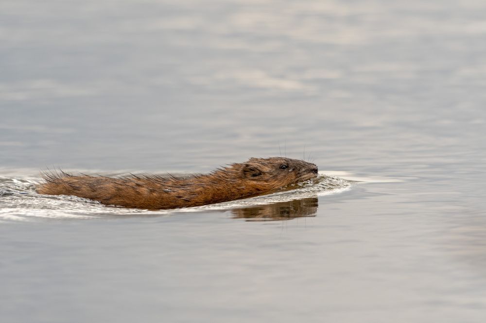 водяной