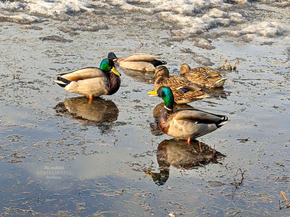 Утки в городе