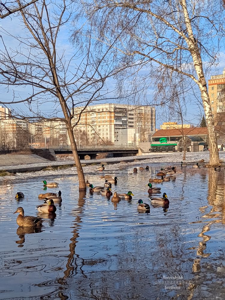 Утки в городе