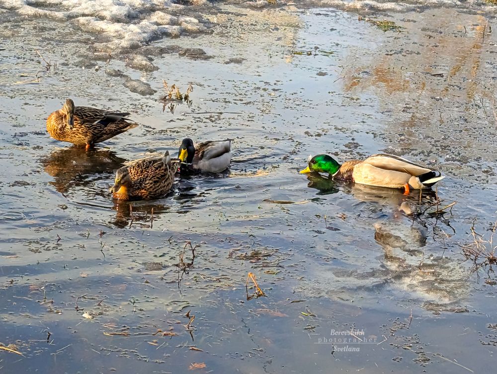 Утки в городе