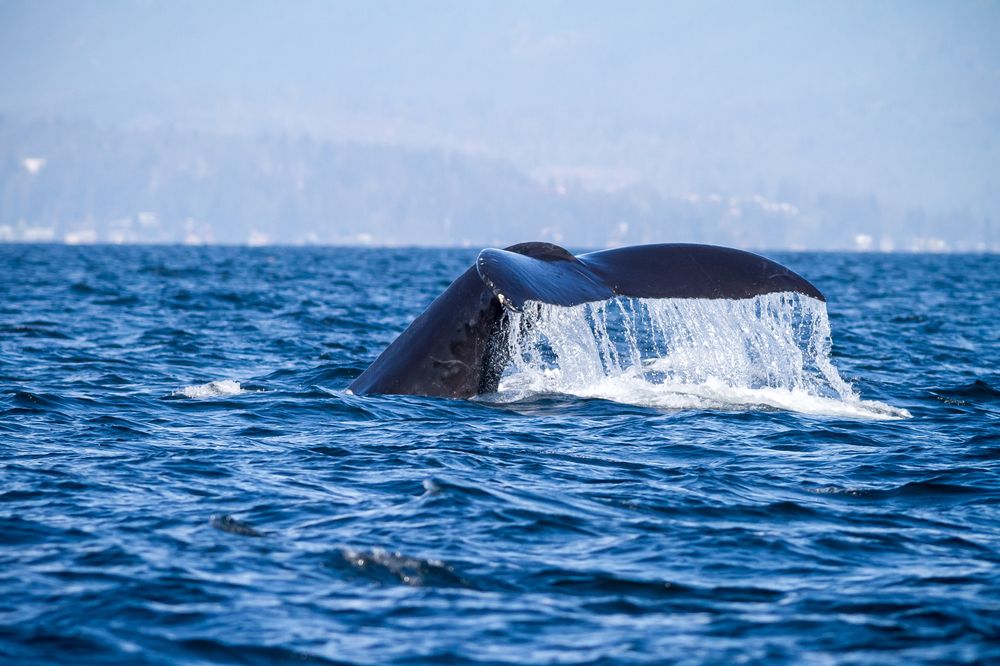 Whales