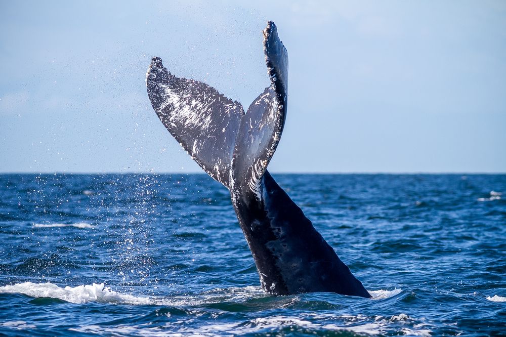 Whales