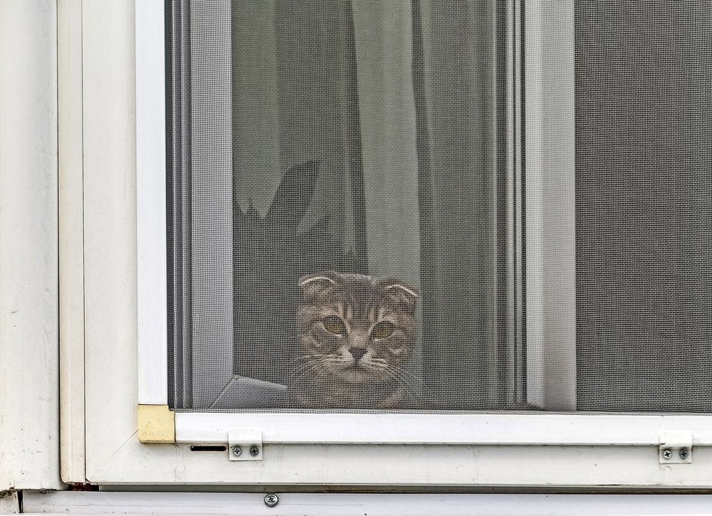 Не пускают погулять(