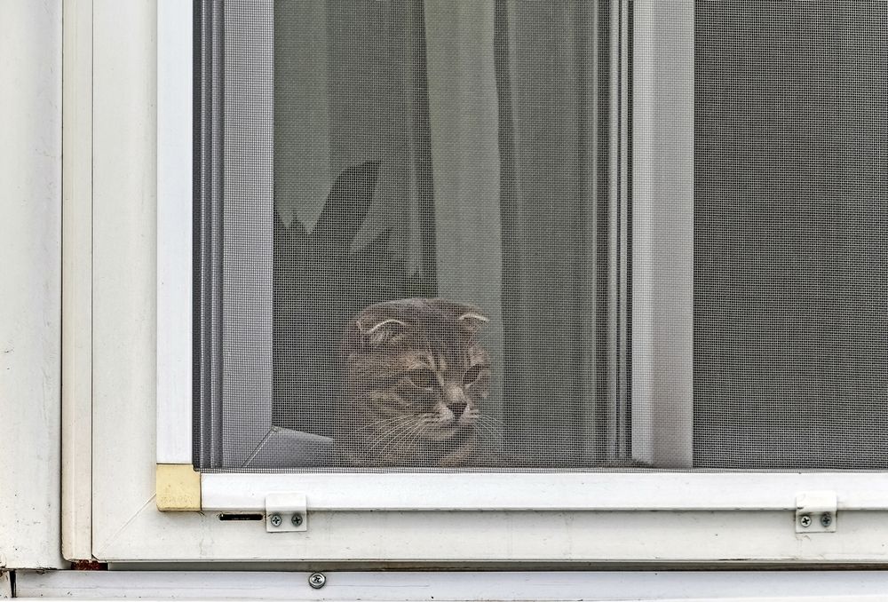 Не пускают погулять(