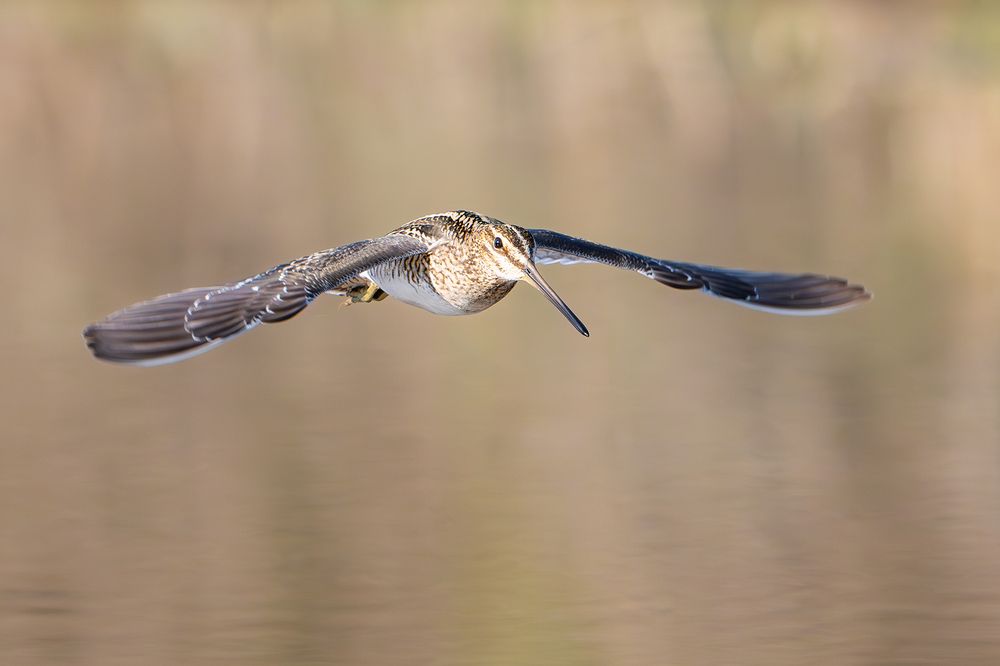 Бекас, или барашек (устар.) &mdash; Gallinago gallinago.