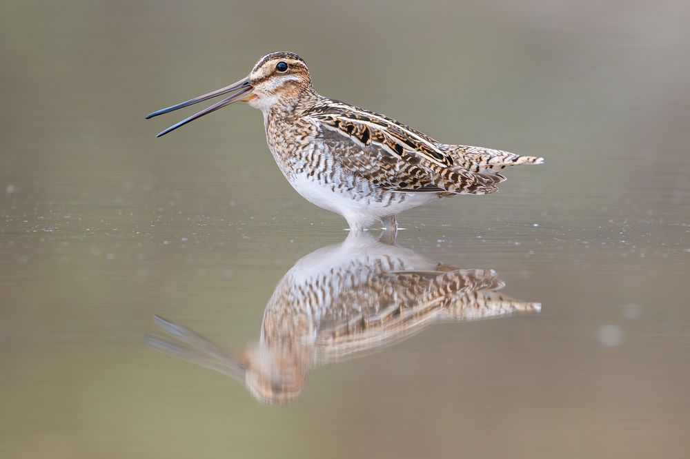 Бекас, или барашек (устар.) &mdash; Gallinago gallinago.