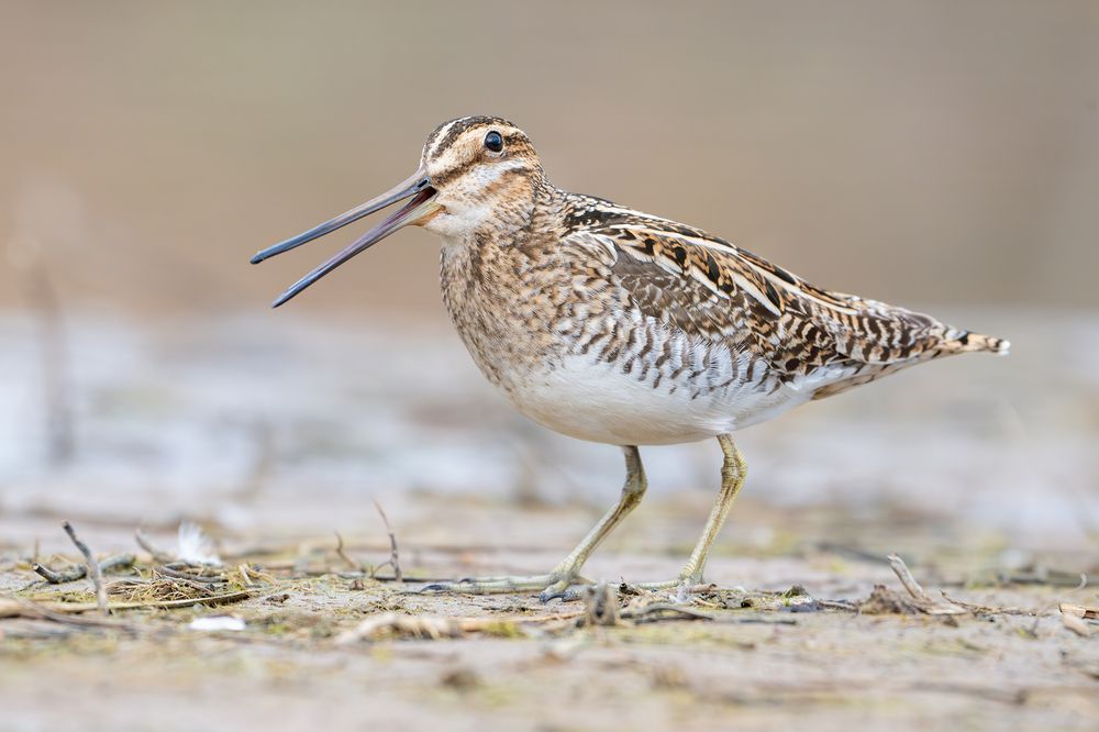 Бекас, или барашек (устар.) &mdash; Gallinago gallinago.