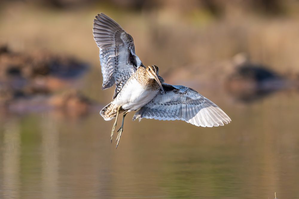 Бекас, или барашек (устар.) &mdash; Gallinago gallinago.
