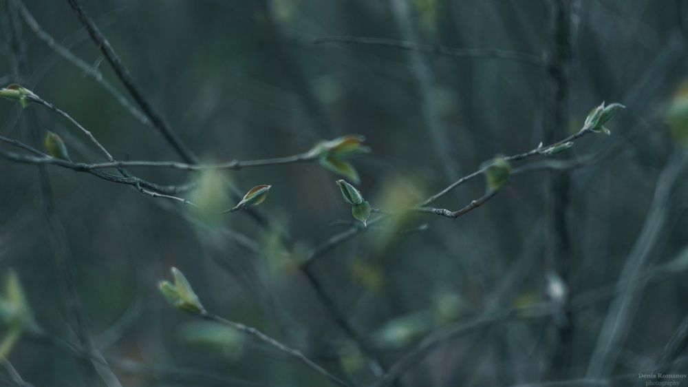 Photo 2852222