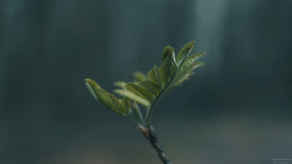 Photo 2852223