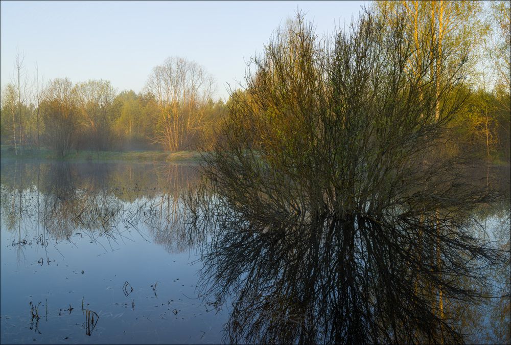 Ива в вешних водах на восходе