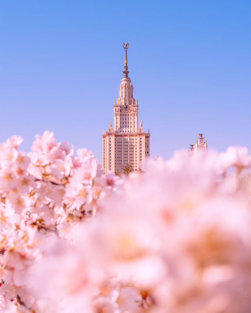 Сакура около МГУ