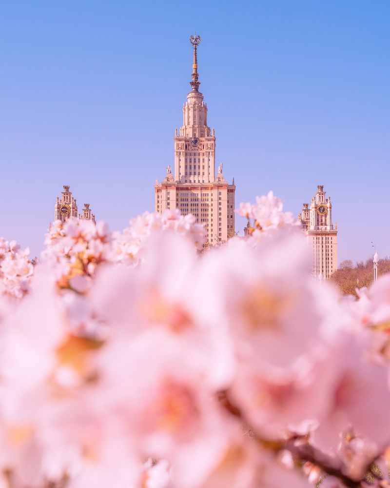 Сакура около МГУ