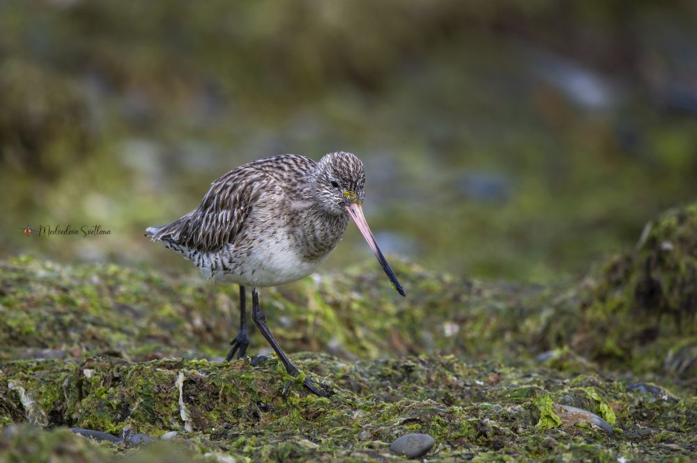 Малый веретенник.