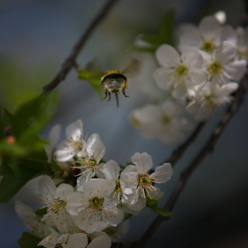 Photo 2855338