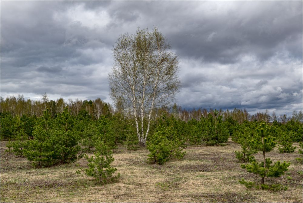 Первая зелень. Хмурое небо.