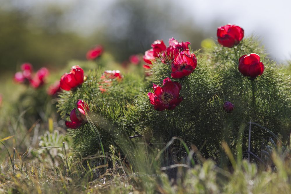 Страна Пиония