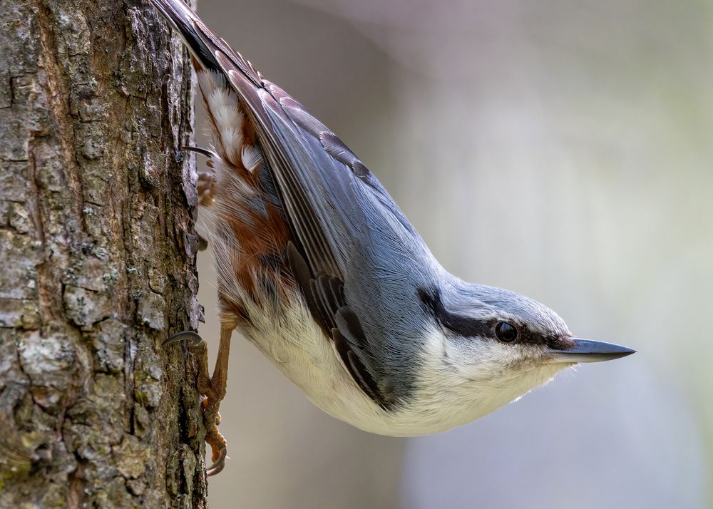 Photo 2856760