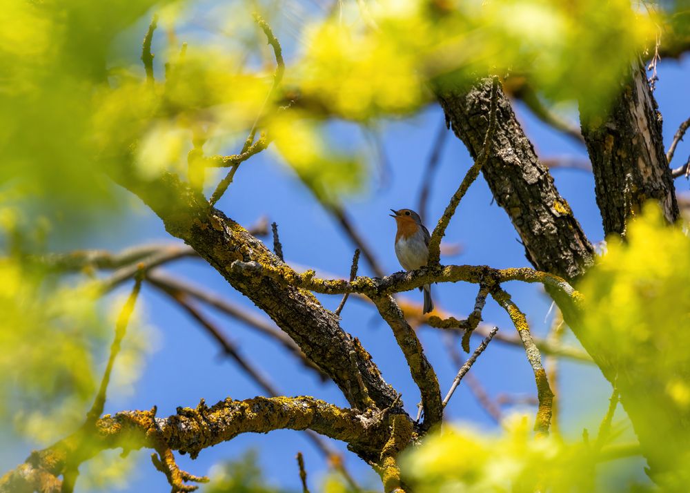 Photo 2856766