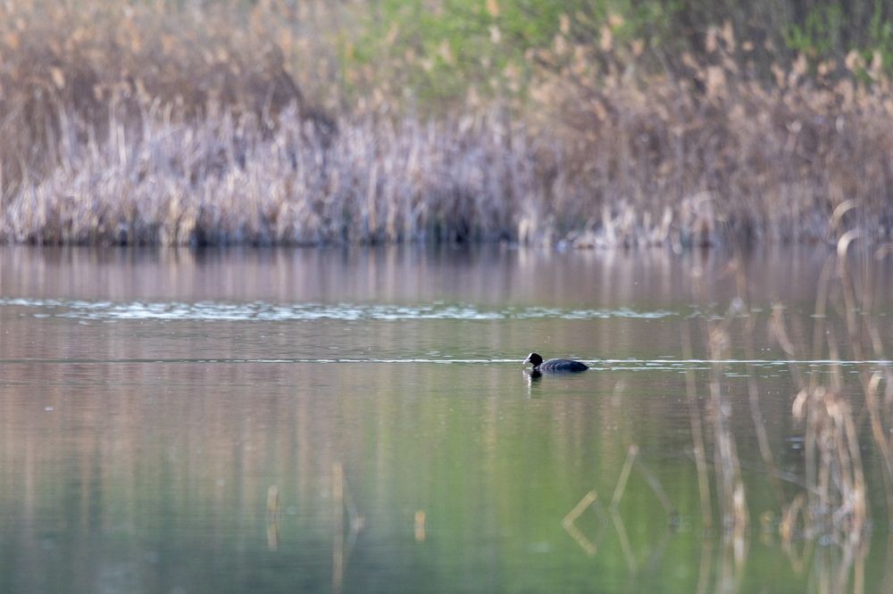 Photo 2856768