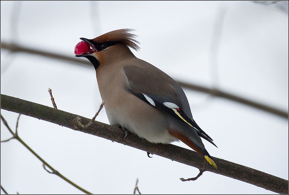 *