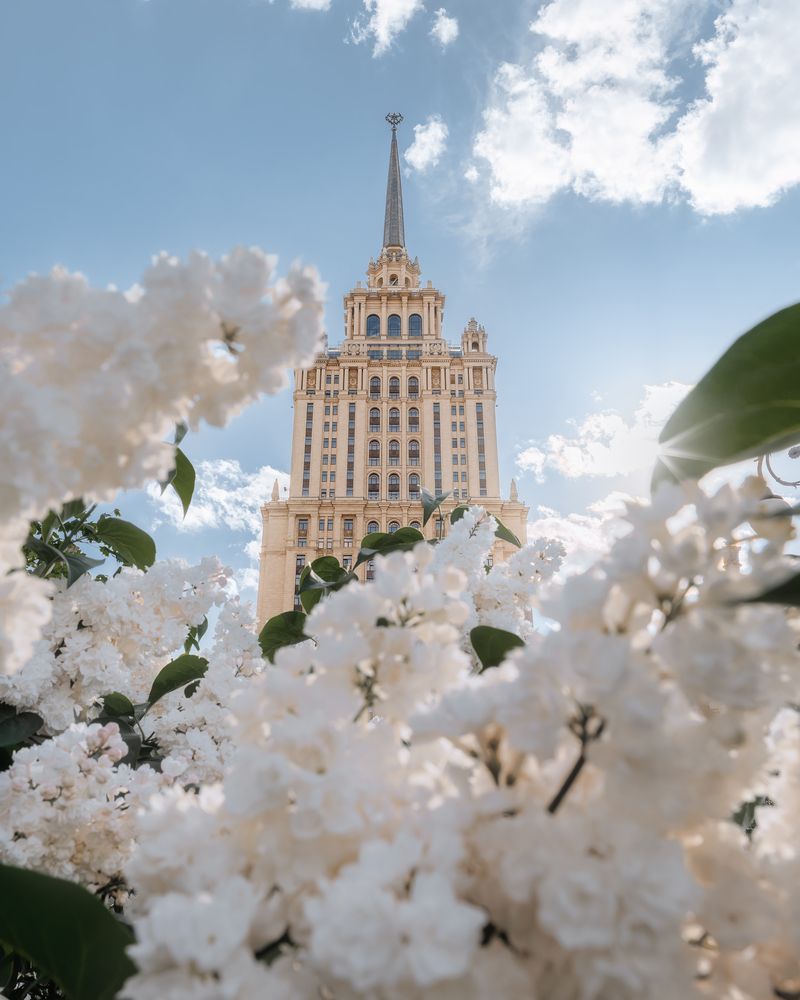 Сирень у гостиницы Украина