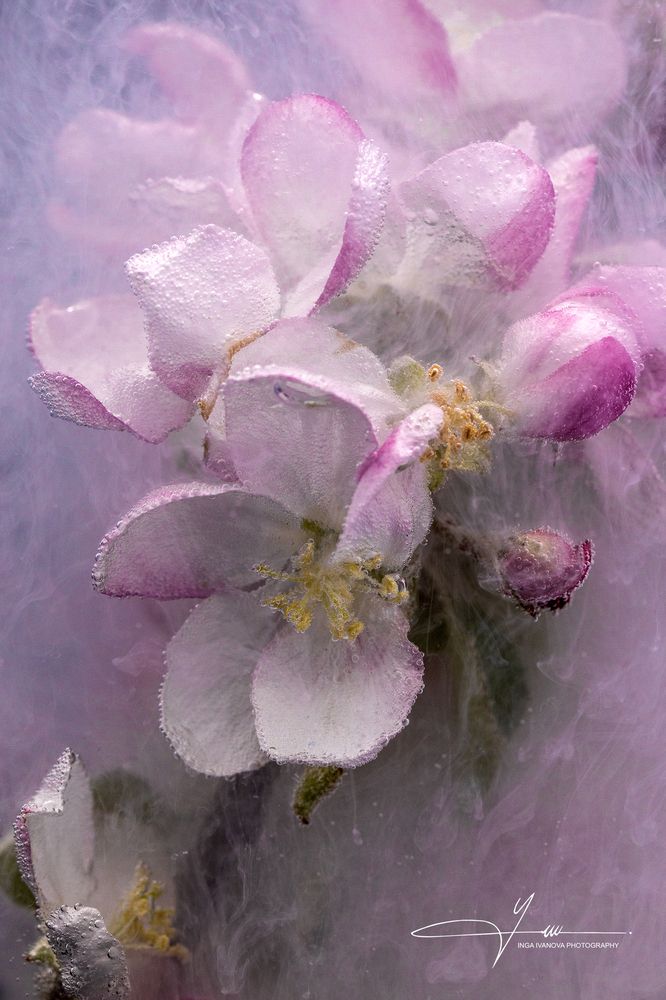 Windy Apple Blossom Time