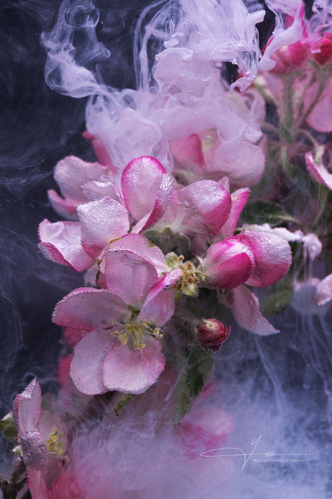 Windy Apple Blossom Time