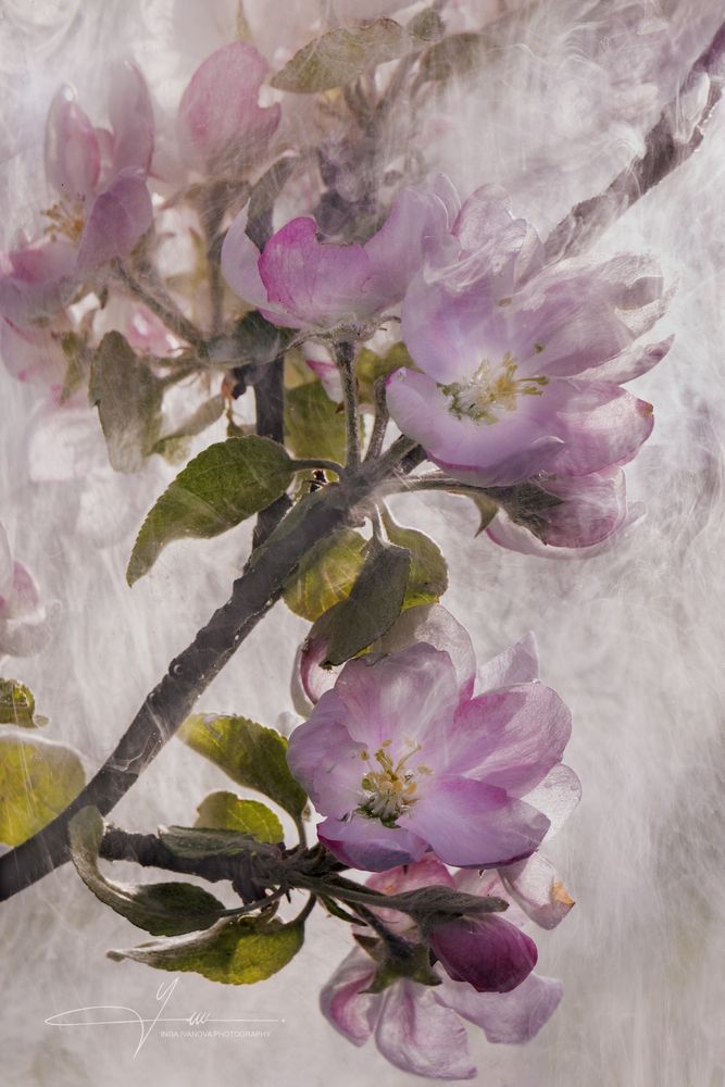 Windy Apple Blossom Time