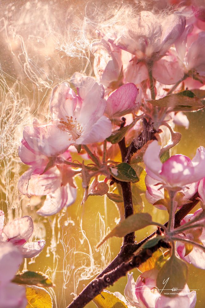 Windy Apple Blossom Time