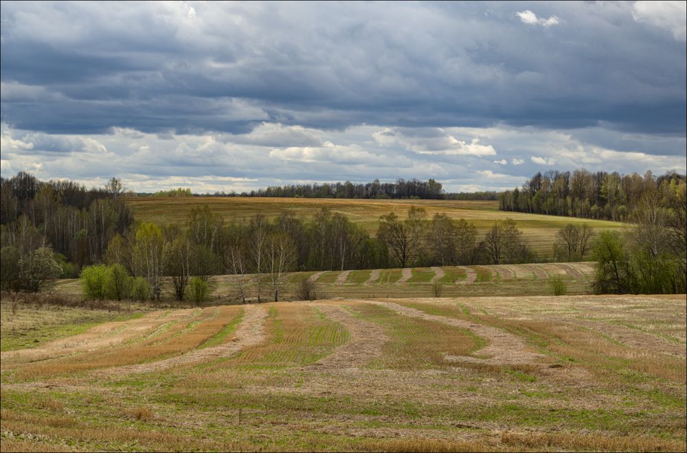 Первая зелень на непаханом поле