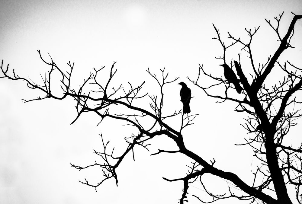 Photo 2859160