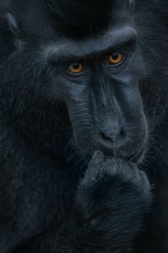 Macaca Nigra