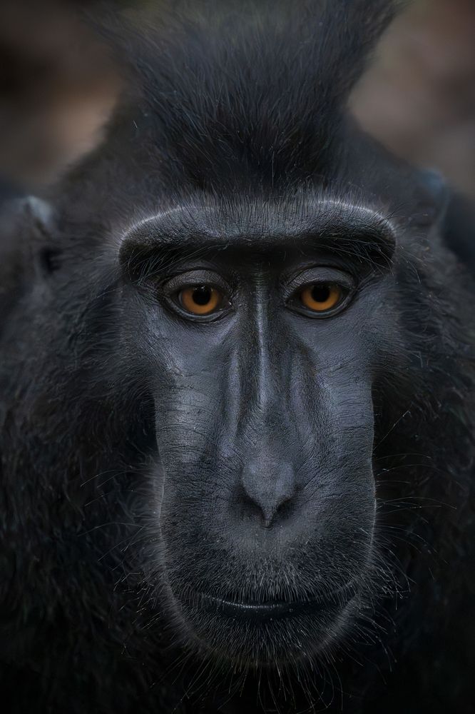 Macaca Nigra